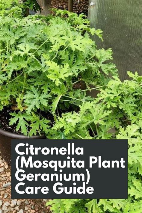 Citronella (Mosquita Plant Geranium) Care Guide.